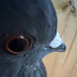 Meet your Posher, Kyra